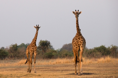 <i class='fa fa-user'></i>&nbsp;Andius&nbsp;|  Thornicroft's Giraffe&nbsp; <i class='fa fa-eye'>&nbsp;130</i> &nbsp; <i class='fa fa-comment-o'>&nbsp;1</i>