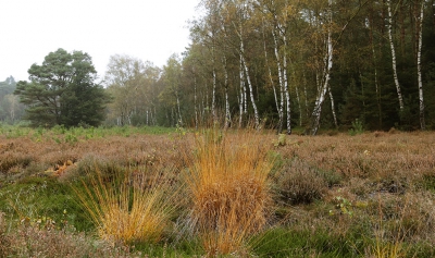 <i class='fa fa-user'></i>&nbsp;Ben Aalders&nbsp;|  Herfst&nbsp; <i class='fa fa-eye'>&nbsp;93</i> &nbsp; <i class='fa fa-comment-o'>&nbsp;0</i>