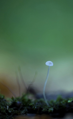 <i class='fa fa-user'></i>&nbsp;Sam Dijkstra&nbsp;|  Mycena fusco-occula&nbsp; <i class='fa fa-eye'>&nbsp;120</i> &nbsp; <i class='fa fa-comment-o'>&nbsp;1</i>