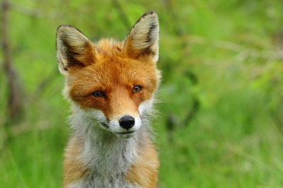 Hier een vosje uit het Noorden van Europa, leuk om te vergelijken met de AWD vos van Nel, nederlandse vossen zien er toch wat anders uit.