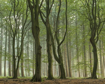 <i class='fa fa-user'></i>&nbsp;Henri van Vliet&nbsp;|  Beukenbos&nbsp; <i class='fa fa-eye'>&nbsp;175</i> &nbsp; <i class='fa fa-comment-o'>&nbsp;5</i>