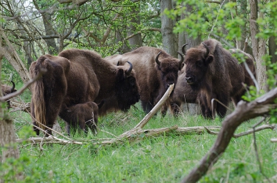 <i class='fa fa-user'></i>&nbsp;Eef Kieft&nbsp;|  Wisent&nbsp; <i class='fa fa-eye'>&nbsp;277</i> &nbsp;<i class='fa fa-thumbs-up'>&nbsp;1</i> &nbsp; <i class='fa fa-comment-o'>&nbsp;5</i>