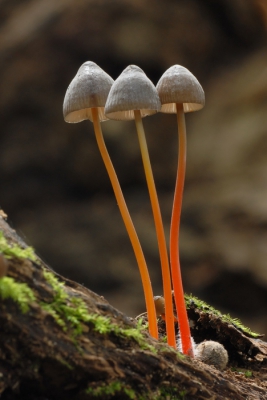 <i class='fa fa-user'></i>&nbsp;euroblinkie&nbsp;|  Prachtmycena&nbsp; <i class='fa fa-eye'>&nbsp;152</i> &nbsp;<i class='fa fa-thumbs-up'>&nbsp;1</i> &nbsp; <i class='fa fa-comment-o'>&nbsp;4</i>