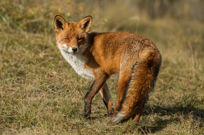 De foto is gemaakt in de AWD.  De vos poseerde even mooi in het zonnetje.