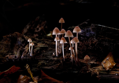 <i class='fa fa-user'></i>&nbsp;Jurgen Maassen&nbsp;|  Mycena sp.&nbsp; <i class='fa fa-eye'>&nbsp;166</i> &nbsp;<i class='fa fa-thumbs-up'>&nbsp;1</i> &nbsp; <i class='fa fa-comment-o'>&nbsp;4</i>