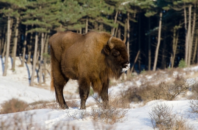 <i class='fa fa-user'></i>&nbsp;Eef Kieft&nbsp;|  Wisent&nbsp; <i class='fa fa-eye'>&nbsp;199</i> &nbsp; <i class='fa fa-comment-o'>&nbsp;0</i>