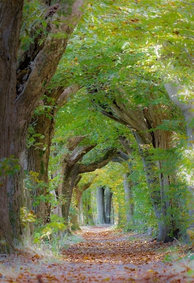 En van mijn favoriete laantjes op landgoed Den Alerdinck. Hier nog geen echt herfstbeeld. Alleen wat gekleurde blaadjes op de grond. Een focusstack van drie opnamen.