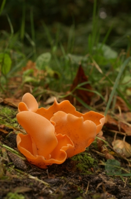 <i class='fa fa-user'></i>&nbsp;Jasper&nbsp;|  Grote Oranje Bekerzwam&nbsp; <i class='fa fa-eye'>&nbsp;113</i> &nbsp; <i class='fa fa-comment-o'>&nbsp;0</i>