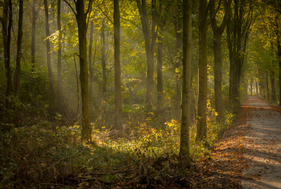 <i class='fa fa-user'></i>&nbsp;plaatjesmaker&nbsp;|  Begin van de herfst in het Horsterwold&nbsp; <i class='fa fa-eye'>&nbsp;105</i> &nbsp; <i class='fa fa-comment-o'>&nbsp;2</i>
