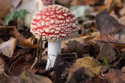 In het Loetbos in de Krimpenerwaard staan tientallen vliegenzwammen, ik heb er een gekozen waar een beetje licht opviel.