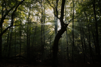<i class='fa fa-user'></i>&nbsp;Hans Aartsen&nbsp;|  Herfst in het Speulderbos&nbsp; <i class='fa fa-eye'>&nbsp;126</i> &nbsp; <i class='fa fa-comment-o'>&nbsp;2</i>