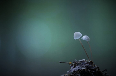 <i class='fa fa-user'></i>&nbsp;Sam Dijkstra&nbsp;|  Mycena fusco-occula&nbsp; <i class='fa fa-eye'>&nbsp;162</i> &nbsp;<i class='fa fa-thumbs-up'>&nbsp;5</i> &nbsp; <i class='fa fa-comment-o'>&nbsp;6</i>
