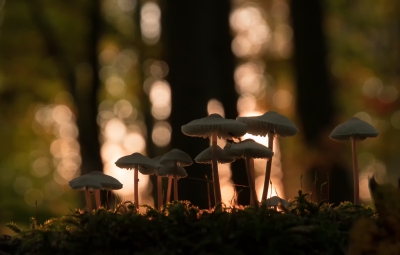 <i class='fa fa-user'></i>&nbsp;plaatjesmaker&nbsp;|  Mycena sp.&nbsp; <i class='fa fa-eye'>&nbsp;162</i> &nbsp; <i class='fa fa-comment-o'>&nbsp;6</i>
