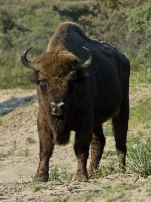 <i class='fa fa-user'></i>&nbsp;Eef Kieft&nbsp;|  Wisent&nbsp; <i class='fa fa-eye'>&nbsp;159</i> &nbsp; <i class='fa fa-comment-o'>&nbsp;0</i>