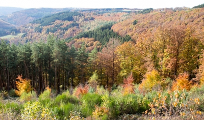 <i class='fa fa-user'></i>&nbsp;Henk van den Born&nbsp;|  Herfstkleuren in de Eifel&nbsp; <i class='fa fa-eye'>&nbsp;117</i> &nbsp; <i class='fa fa-comment-o'>&nbsp;3</i>