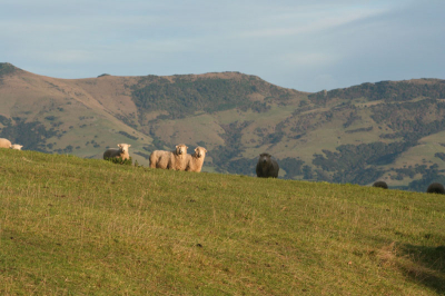 M'n 1e foto van Nieuw Zeeland hier op nederpix. Nieuw Zeeland is echt ongelooflijk mooi, als je een beetje van mooie landschappen en natuur houdt MOET je gewoon in Nieuw Zeeland geweest. De meeste foto's in Nieuw Zeeland heeft mijn moeder gemaakt maar ik heb tussendoor ook nog leuke foto's kunnen maken. Ik zal de komende tijd er nog wel wat meer foto's er op zetten. Dit vond ik wel een leuk plaatje, genomen terwijl ik vogels aan het fotograferen was.