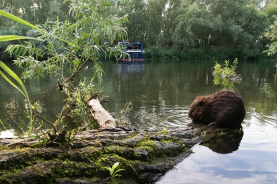 <i class='fa fa-user'></i>&nbsp;Schollevaer&nbsp;|  Bever&nbsp; <i class='fa fa-eye'>&nbsp;256</i> &nbsp; <i class='fa fa-comment-o'>&nbsp;5</i>