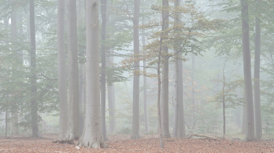 <i class='fa fa-user'></i>&nbsp;Johan van Gurp&nbsp;|  Mist in het Liesbos&nbsp; <i class='fa fa-eye'>&nbsp;114</i> &nbsp; <i class='fa fa-comment-o'>&nbsp;3</i>