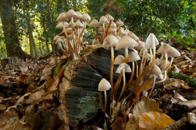<i class='fa fa-user'></i>&nbsp;Gert-Jan Cromwijk&nbsp;|  Mycena sp.&nbsp; <i class='fa fa-eye'>&nbsp;120</i> &nbsp; <i class='fa fa-comment-o'>&nbsp;0</i>