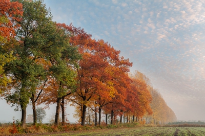 <i class='fa fa-user'></i>&nbsp;Sander Klein Hesselink&nbsp;|  Herfst driekleur&nbsp; <i class='fa fa-eye'>&nbsp;210</i> &nbsp;<i class='fa fa-thumbs-up'>&nbsp;2</i> &nbsp; <i class='fa fa-comment-o'>&nbsp;5</i>