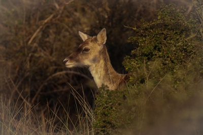 Wanneer je  de grote vijf wilt gaan fotograferen, zijn de Amsterdamse waterleiding duinen een prima gebied om te  oefenen met je camera !!