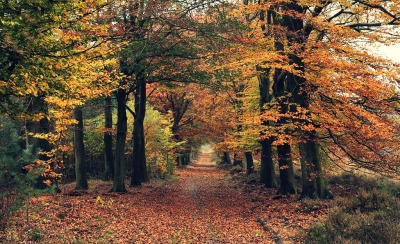 <i class='fa fa-user'></i>&nbsp;Ben Aalders&nbsp;|  Herfstkleuren&nbsp; <i class='fa fa-eye'>&nbsp;165</i> &nbsp;<i class='fa fa-thumbs-up'>&nbsp;3</i> &nbsp; <i class='fa fa-comment-o'>&nbsp;6</i>