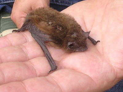 de vleermuis was later naar beneden gevallen of zo want hij lag op de grond. Was in ieder geval niet helemaal fris meer.
Na hem op mijn hand gefotografeerd heb. Heb ik hem voor een vogelhuisje gehouden wat in de berk hangt en daar ie ie toen zelf ingekropen of ie er nog steeds in zit of misschien daar overleden is weet ik niet ik ga morgen weer eens kijken.