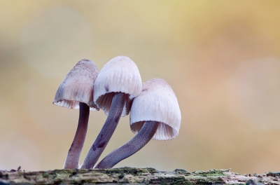 <i class='fa fa-user'></i>&nbsp;Johan van Gurp&nbsp;|  Grote Bloedsteelmycena&nbsp; <i class='fa fa-eye'>&nbsp;135</i> &nbsp;<i class='fa fa-thumbs-up'>&nbsp;7</i> &nbsp; <i class='fa fa-comment-o'>&nbsp;2</i>