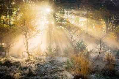 <i class='fa fa-user'></i>&nbsp;Jacob-Carl Pauw&nbsp;|  Lichtstralen in herfst-wintersetting&nbsp; <i class='fa fa-eye'>&nbsp;233</i> &nbsp;<i class='fa fa-thumbs-up'>&nbsp;4</i> &nbsp; <i class='fa fa-comment-o'>&nbsp;6</i>