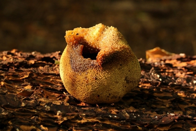 <i class='fa fa-user'></i>&nbsp;frbeuming&nbsp;|  Gele Aardappelbovist&nbsp; <i class='fa fa-eye'>&nbsp;134</i> &nbsp; <i class='fa fa-comment-o'>&nbsp;1</i>