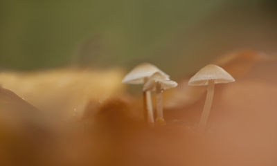 <i class='fa fa-user'></i>&nbsp;Sam Dijkstra&nbsp;|  Mycena fusco-occula&nbsp; <i class='fa fa-eye'>&nbsp;114</i> &nbsp; <i class='fa fa-comment-o'>&nbsp;2</i>