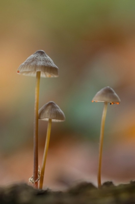 <i class='fa fa-user'></i>&nbsp;Patje&nbsp;|  Prachtmycena&nbsp; <i class='fa fa-eye'>&nbsp;130</i> &nbsp;<i class='fa fa-thumbs-up'>&nbsp;3</i> &nbsp; <i class='fa fa-comment-o'>&nbsp;5</i>