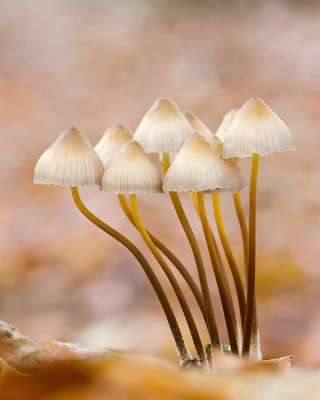 <i class='fa fa-user'></i>&nbsp;Johan van Gurp&nbsp;|  Fraaisteelmycena&nbsp; <i class='fa fa-eye'>&nbsp;202</i> &nbsp;<i class='fa fa-thumbs-up'>&nbsp;9</i> &nbsp; <i class='fa fa-comment-o'>&nbsp;5</i>