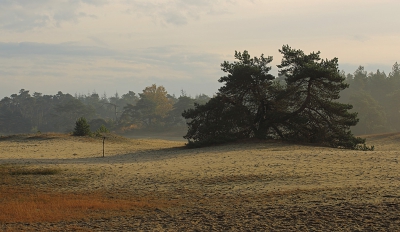 <i class='fa fa-user'></i>&nbsp;Pieter  LJ&nbsp;|  Borgvlietse Duinen&nbsp; <i class='fa fa-eye'>&nbsp;94</i> &nbsp; <i class='fa fa-comment-o'>&nbsp;1</i>