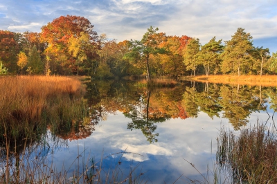 <i class='fa fa-user'></i>&nbsp;Timo de Kruif&nbsp;|  Veluwe herfst&nbsp; <i class='fa fa-eye'>&nbsp;172</i> &nbsp;<i class='fa fa-thumbs-up'>&nbsp;1</i> &nbsp; <i class='fa fa-comment-o'>&nbsp;4</i>