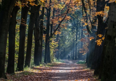 Gemaakt om 11.30 uur in de ochtend. Er scheen mooi zonlicht door het bladerdak in het verder vrij donkere bos. De wandelaar aan het einde van het bospad kwam me goed van pas.