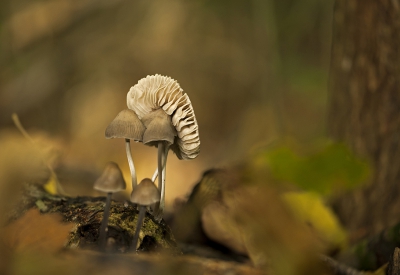 <i class='fa fa-user'></i>&nbsp;Sam Dijkstra&nbsp;|  Mycena fusco-occula&nbsp; <i class='fa fa-eye'>&nbsp;202</i> &nbsp;<i class='fa fa-thumbs-up'>&nbsp;1</i> &nbsp; <i class='fa fa-comment-o'>&nbsp;5</i>