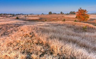 <i class='fa fa-user'></i>&nbsp;Timo de Kruif&nbsp;|  Veluwe herfst&nbsp; <i class='fa fa-eye'>&nbsp;173</i> &nbsp;<i class='fa fa-thumbs-up'>&nbsp;1</i> &nbsp; <i class='fa fa-comment-o'>&nbsp;3</i>
