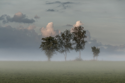 De foto is in de Ardennen gemaakt op een mistige ochtend. Bij het begin van de ochtend was de mist dichter,maar het moment van fotograferen trok de mist op en was alleen maar grondmist over.