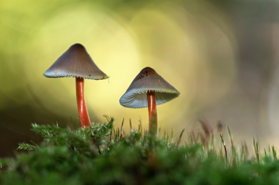 <i class='fa fa-user'></i>&nbsp;danny.declercq&nbsp;|  Prachtmycena&nbsp; <i class='fa fa-eye'>&nbsp;156</i> &nbsp;<i class='fa fa-thumbs-up'>&nbsp;3</i> &nbsp; <i class='fa fa-comment-o'>&nbsp;8</i>