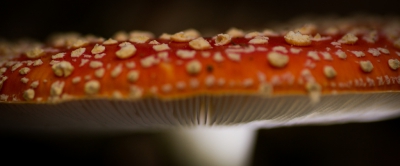 Een must voor elke herfst! Lampje gebruikt voor de sfeer.