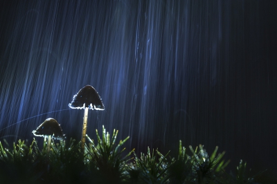 <i class='fa fa-user'></i>&nbsp;Matthijs&nbsp;|  Mycena sp.&nbsp; <i class='fa fa-eye'>&nbsp;353</i> &nbsp;<i class='fa fa-thumbs-up'>&nbsp;1</i> &nbsp; <i class='fa fa-comment-o'>&nbsp;11</i>