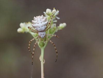 <i class='fa fa-user'></i>&nbsp;Paul Vandebroek&nbsp;|  Argiope lobata&nbsp; <i class='fa fa-eye'>&nbsp;130</i> &nbsp;<i class='fa fa-thumbs-up'>&nbsp;6</i> &nbsp; <i class='fa fa-comment-o'>&nbsp;6</i>