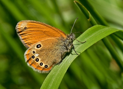 <i class='fa fa-user'></i>&nbsp;H. Cuper&nbsp;|  Roodstreephooibeestje&nbsp; <i class='fa fa-eye'>&nbsp;111</i> &nbsp; <i class='fa fa-comment-o'>&nbsp;1</i>