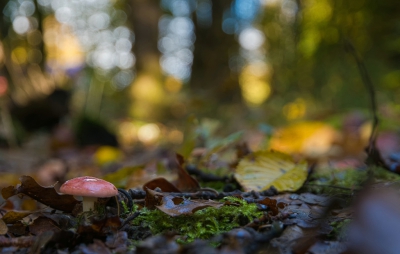<i class='fa fa-user'></i>&nbsp;plaatjesmaker&nbsp;|  Russula sp.&nbsp; <i class='fa fa-eye'>&nbsp;109</i> &nbsp; <i class='fa fa-comment-o'>&nbsp;0</i>