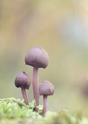 <i class='fa fa-user'></i>&nbsp;Johan van Gurp&nbsp;|  Grote Bloedsteelmycena&nbsp; <i class='fa fa-eye'>&nbsp;107</i> &nbsp;<i class='fa fa-thumbs-up'>&nbsp;4</i> &nbsp; <i class='fa fa-comment-o'>&nbsp;3</i>