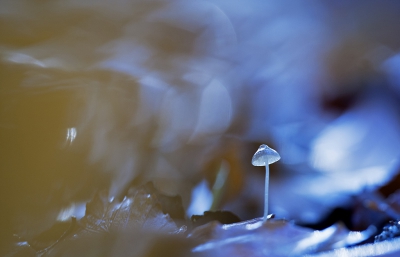 <i class='fa fa-user'></i>&nbsp;Sam Dijkstra&nbsp;|  Mycena sp.&nbsp; <i class='fa fa-eye'>&nbsp;125</i> &nbsp; <i class='fa fa-comment-o'>&nbsp;2</i>