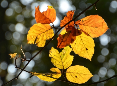 <i class='fa fa-user'></i>&nbsp;B.M.Schouten-Ruis&nbsp;|  Kleurrijke herfst&nbsp; <i class='fa fa-eye'>&nbsp;71</i> &nbsp;<i class='fa fa-thumbs-up'>&nbsp;1</i> &nbsp; <i class='fa fa-comment-o'>&nbsp;7</i>