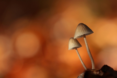 <i class='fa fa-user'></i>&nbsp;YvonneYfra&nbsp;|  Mycena sp.&nbsp; <i class='fa fa-eye'>&nbsp;134</i> &nbsp;<i class='fa fa-thumbs-up'>&nbsp;2</i> &nbsp; <i class='fa fa-comment-o'>&nbsp;5</i>