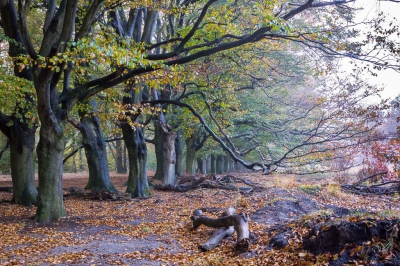 <i class='fa fa-user'></i>&nbsp;David&nbsp;|  Kleurrijke Herfst&nbsp; <i class='fa fa-eye'>&nbsp;130</i> &nbsp;<i class='fa fa-thumbs-up'>&nbsp;3</i> &nbsp; <i class='fa fa-comment-o'>&nbsp;7</i>